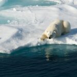 sn-polarbears-thumb-autox600-5000